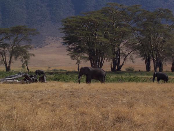 Ngorongoro Elephant