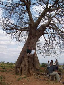 At Home In A Baobab Tree