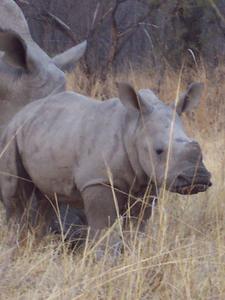 Matopo Rhino Calf