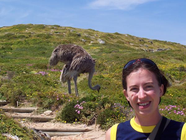 Ostrich on the Cape of Good Hope