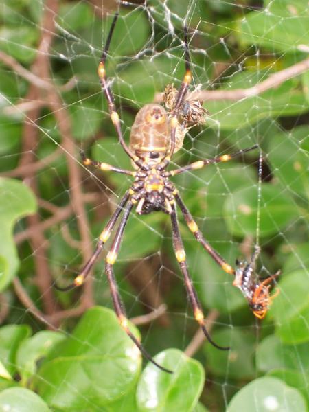 Bondi Spider