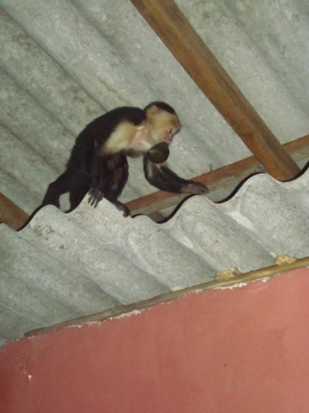 Little monkey at Papaya's Lodge