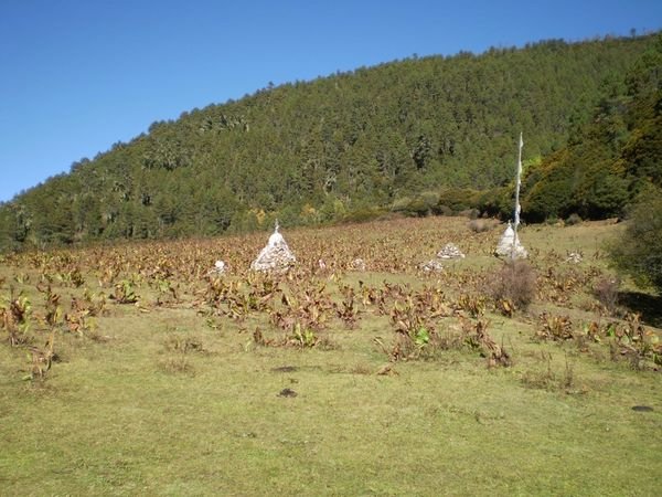 Suyouhua in Padacuo National Park