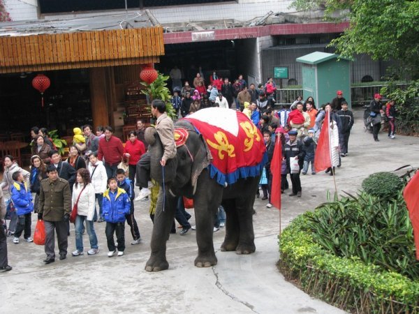 Shenzhen Zoo 2