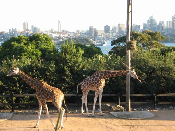 Good views at Taronga Zoo!