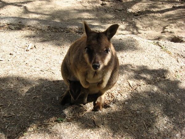 Wallaby with tiny wallaby