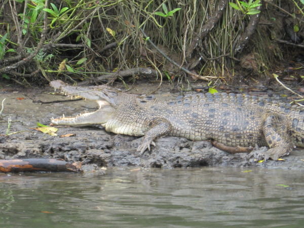 Hungry crocodiles on the Daintree River