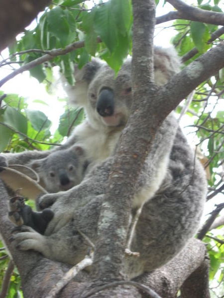 Cute Koala and baby