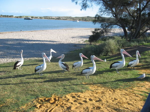 Pelicans at Kalbarri