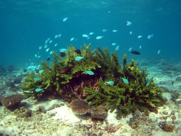 Nigaloo Reef