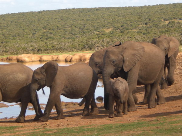 Close encounter with Elephants