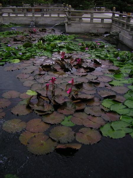 Lotus Ponds