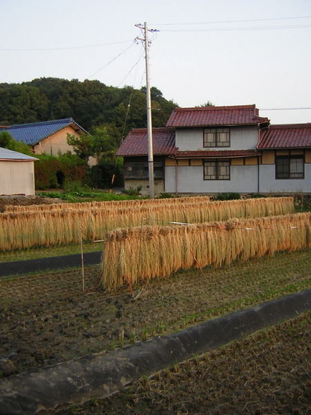 Harveesting rice