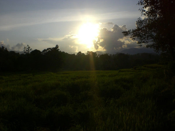 Rice Fields at Sunset