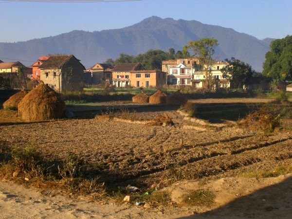 Rice fields amongst a village