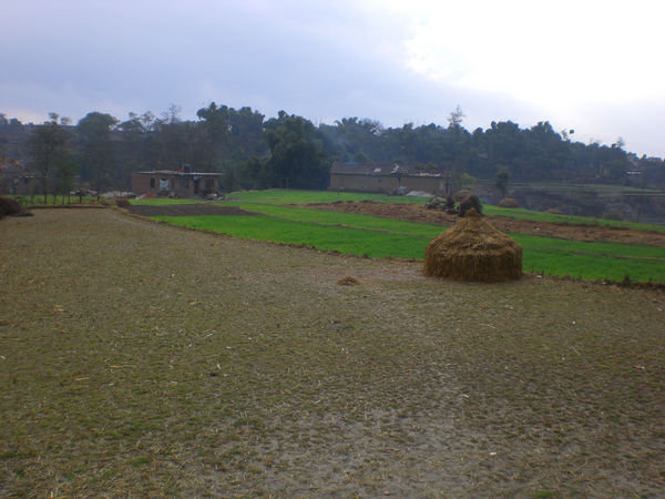 Rice fields by Charity