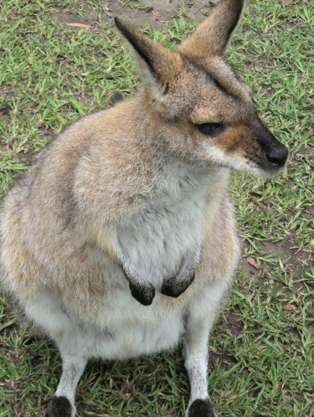 A roo at Australia's Zoo