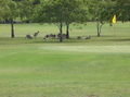 Roos on the ninth hole at Safety Beach.