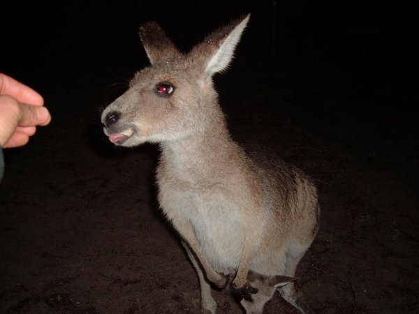 Like the roos tongue and little joey!
