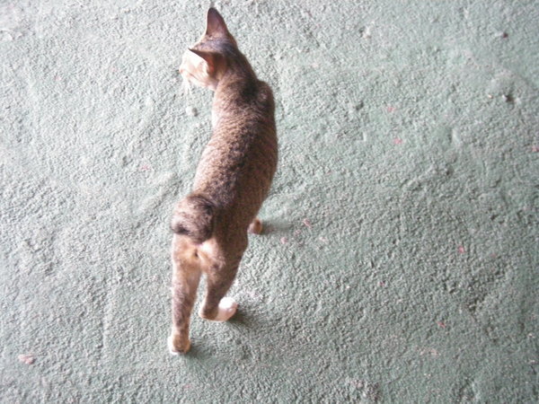 cat with no tail