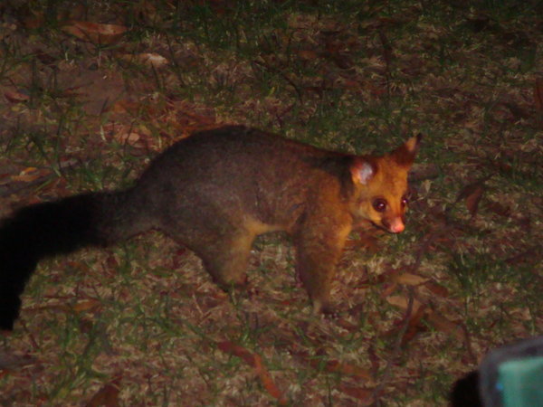 One of the many resident possums who would come everynite to join us for a few drinks.