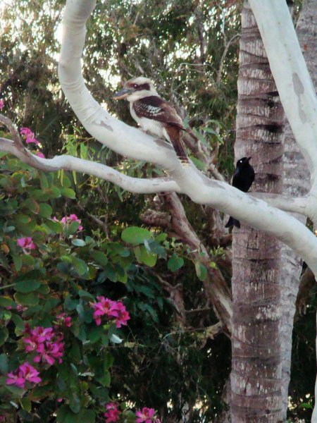 Kookaburra and some other bird in the tree off the deck