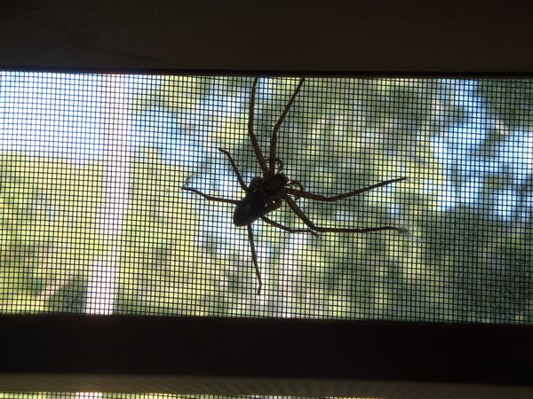 Another spider. This time inside! 