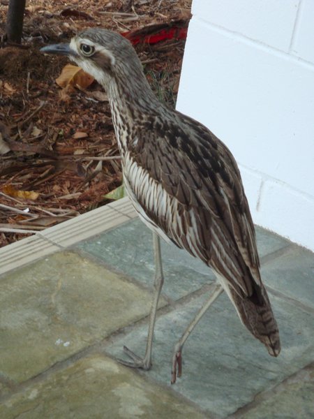 A curlew. And these birds make some crazy noises when they are trying to get your food.