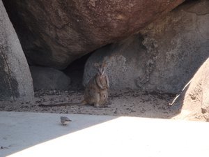 A little rock wallaby
