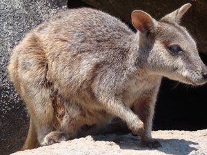 The rock wallaby and a little joey in her pouch. You can see the little head popping out if you look close.