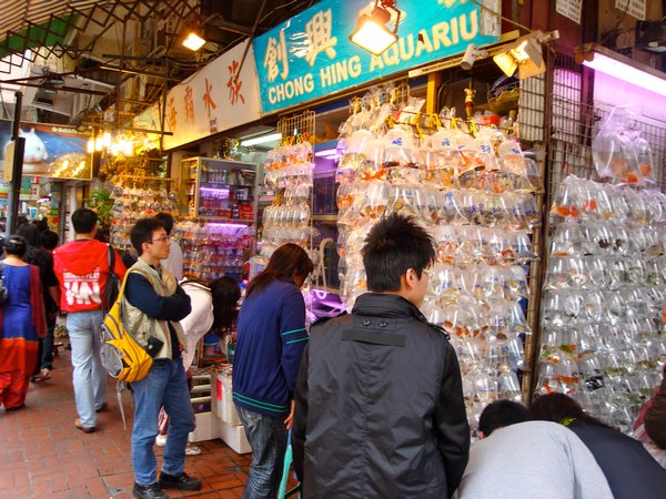 The Goldfish market in Mong Kok