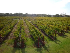 Vineyards in Margaret River