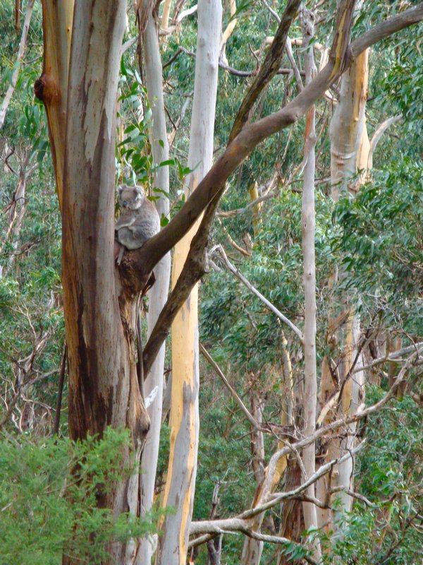 Koala on the Great Ocean Road
