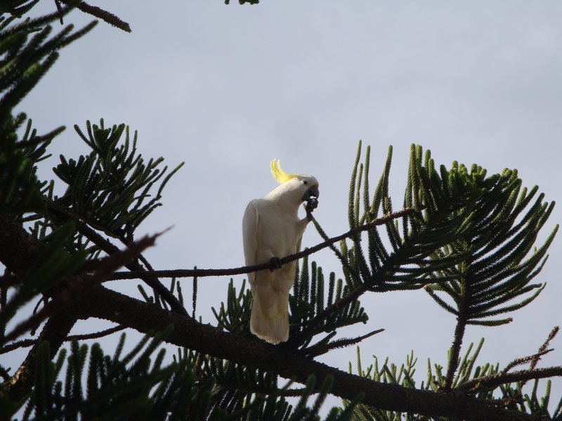 Cockatoo having a snack