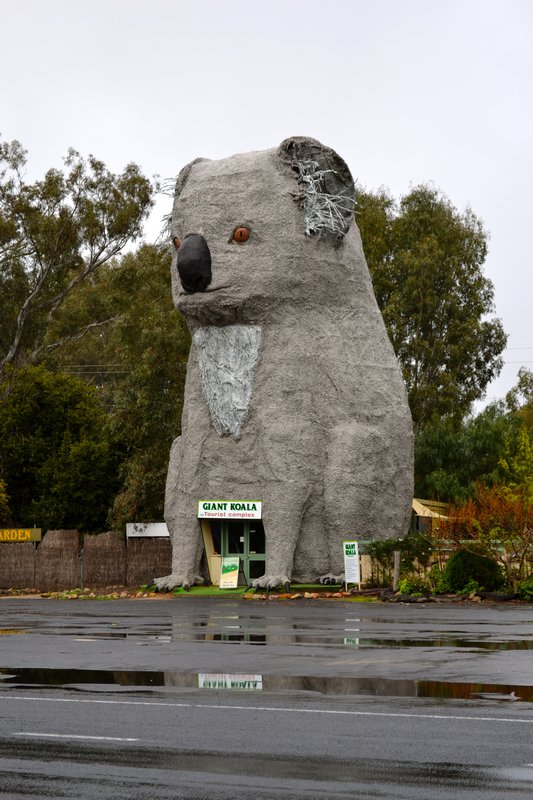 The big koala somewhere between Adelaide and Melbourne