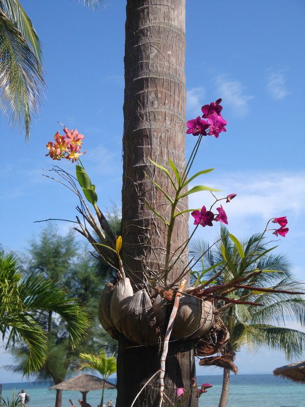 Orchids growing out of the palm tree