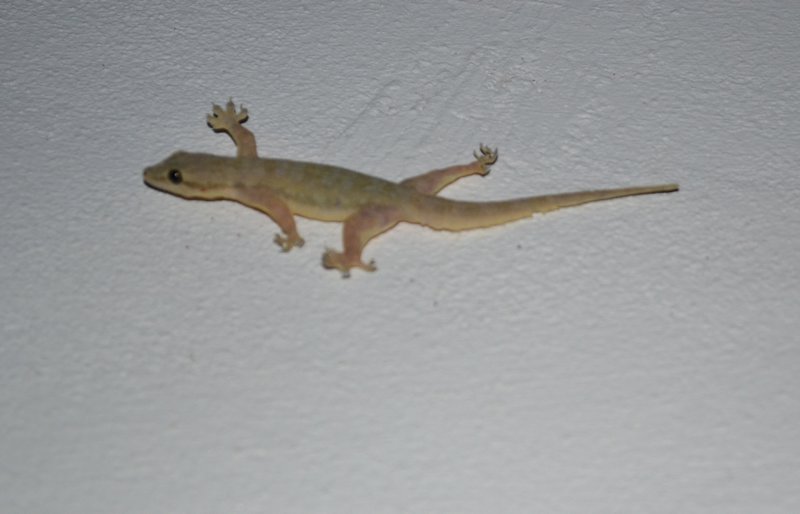And our little friend the gecko