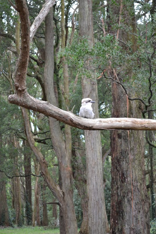 The kookaburra sits in the ol'gum tree