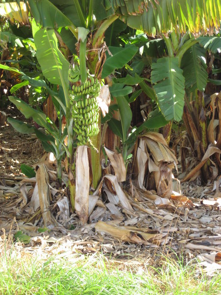 Banana plantation - Carnarvon.