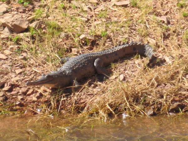 Lake Argyle Crocodile.