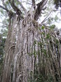 Curtain Fig Tree, Yungaburra.