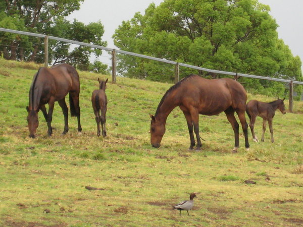 New born foals at Nambour family property.