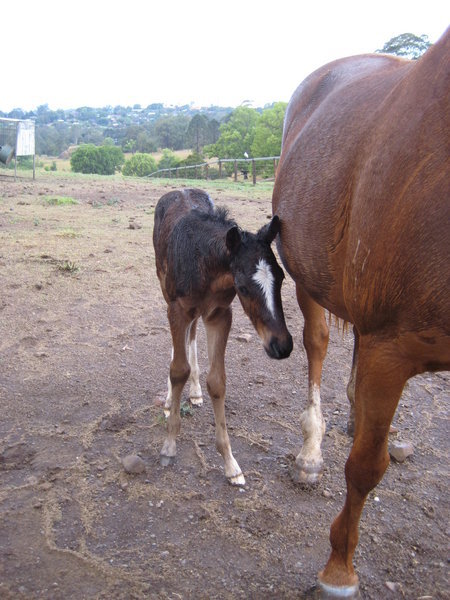 New life for a potential race horse.