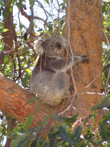 Koala on Raymond Island, Victoria.