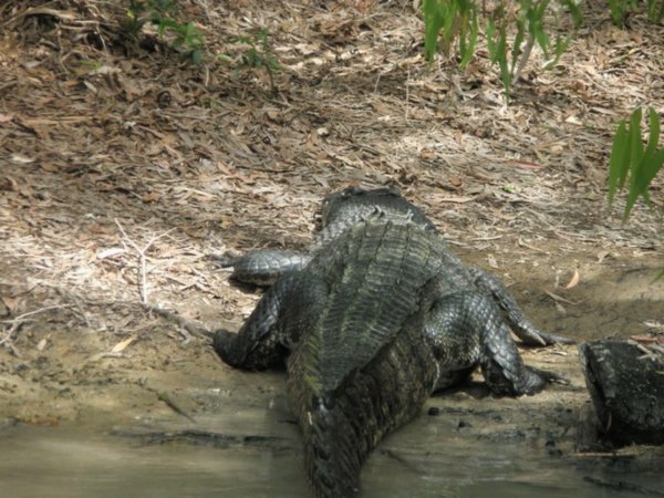 Hartleys Creek Crocodile Farm