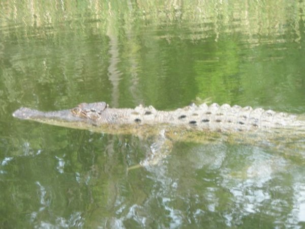 Hartleys Creek Crocodile Farm