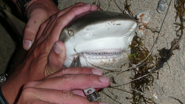 One of 6 sharks we caught that night
