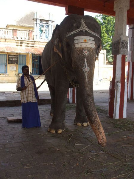 Being blessed by the temple elephant