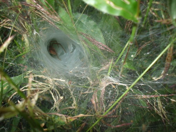 A tunnel spider