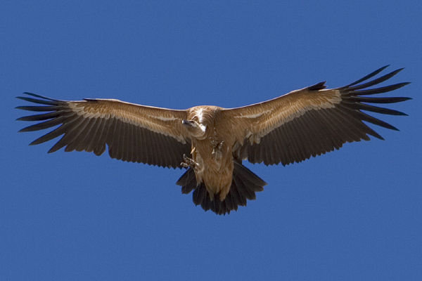 A griffon vulture high in the sky